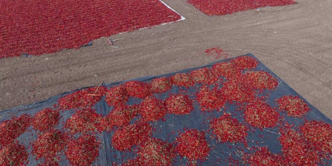 Tarladan topla, güneşte kurut, dönüştür! Gaziantep’te kırmızı mesai sabahın ilk ışıklarıyla başlıyor 4